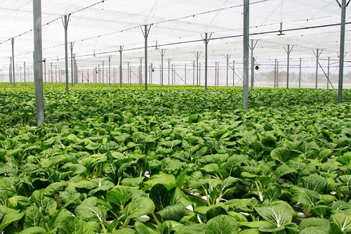 Sau 6 tháng khởi công tại Tam Đảo (Vĩnh Phúc), VinEco đã đón những sản phẩm nhà kính đầu tiên gồm hơn 20 loại rau mầm và 12 loại rau thủy canh. Sau 6 tháng khởi công tại Tam Đảo (Vĩnh Phúc), VinEco đã đón những sản phẩm nhà kính đầu tiên gồm hơn 20 loại rau mầm và 12 loại rau thủy canh.