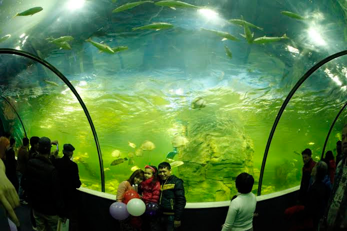 Vinpearl Aquarium Times City, Thủy cung lớn nhất Việt Nam hội tụ hàng ngàn loài sinh vật với hơn 30.000 cá thể từ khắp "năm châu bốn biển". Vinpearl Aquarium Times City, Thủy cung lớn nhất Việt Nam hội tụ hàng ngàn loài sinh vật với hơn 30.000 cá thể từ khắp "năm châu bốn biển".