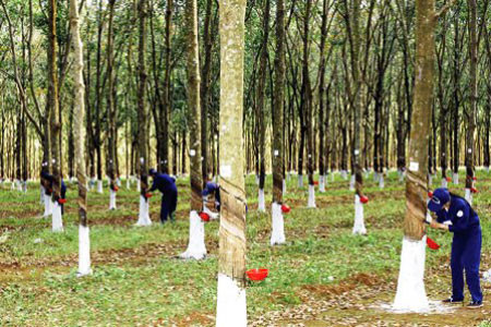 Vườn cao su 170 tỷ đồng mà bà Nguyễn Phương Hằng có ý định tặng cho bộ đội Trường Sa, đã làm chồng cũ dính vào vòng lao lý. (Ảnh minh họa) Vườn cao su 170 tỷ đồng mà bà Nguyễn Phương Hằng có ý định tặng cho bộ đội Trường Sa, đã làm chồng cũ dính vào vòng lao lý. (Ảnh minh họa)