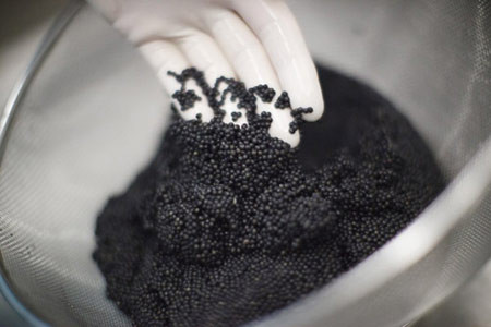 Cá tầm lấy trứng - mở ra hướng làm ăn hiệu quả cao cho Việt Nam