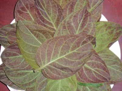 Lá mơ có nhiều công dụng chữa bệnh.