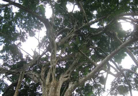 Toàn cảnh khối đá, thân cây, ngọn cây sanh bao bọc nằm uy nghi giữa núi rừng. Toàn cảnh khối đá, thân cây, ngọn cây sanh bao bọc nằm uy nghi giữa núi rừng.