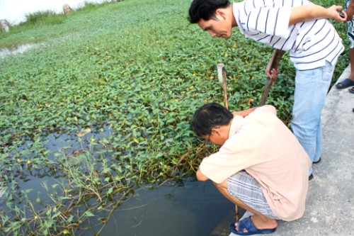 Hàng trăm hộ dân ở ấp Chánh 1 (xã Tân Xuân, huyện Hóc Môn, TP HCM) đang phải sống trong cảnh nơm nớp lo sợ bị đỉa tấn công bất cứ lúc nào. Theo người dân nơi đây, những bãi rau như thế này nhìn chỗ nào cũng thấy đỉa. Họ chỉ cần lấy tay động xuống nước là đỉa kéo đến cả đàn.