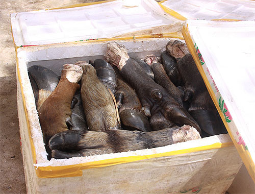 Sẽ ra sao nếu như số thịt thối này lọt vào các quán ăn, nhà hàng và người tiêu dùng sẽ ăn mà không hay biết gì? Sẽ ra sao nếu như số thịt thối này lọt vào các quán ăn, nhà hàng và người tiêu dùng sẽ ăn mà không hay biết gì?