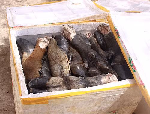 Sẽ ra sao nếu như số thịt thối này lọt vào các quán ăn, nhà hàng và người tiêu dùng sẽ ăn mà không hay biết gì?