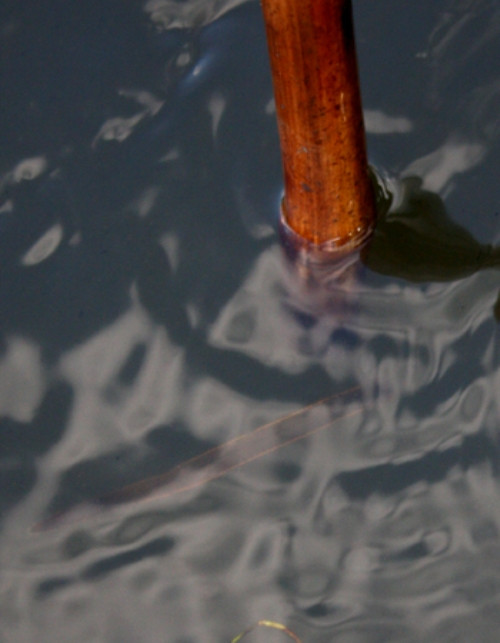 Que tre này cũng khiến những con đỉa dài hơn 10 cm bu tới. Người dân cho biết những ngày mưa họ không dám ra ngoài đường vì sợ đỉa bò lên người.