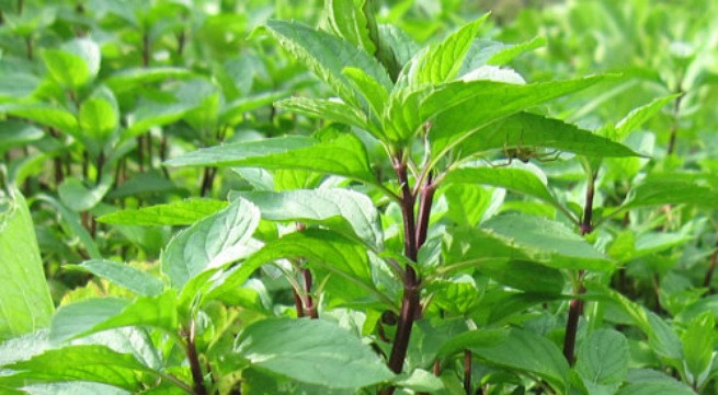 Rau húng quế rất thích hợp để điều trị nhiệt miệng.