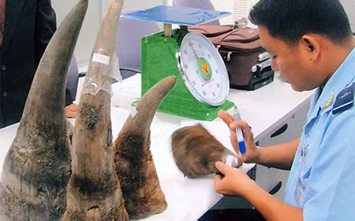 Đối tượng nước ngoài đánh vào đúng nhu cầu về sừng tê giác của người châu Á trong thời gian qua.