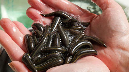 Ảnh minh họa. Ảnh minh họa.