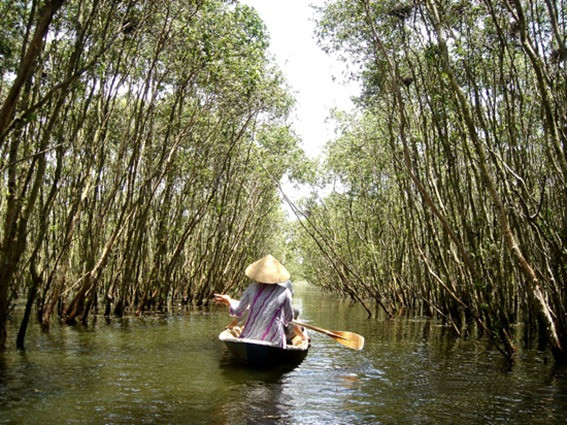 Rắn, rùa ở các miệt rừng tràm đang bị săn bắt dữ dội Rắn, rùa ở các miệt rừng tràm đang bị săn bắt dữ dội