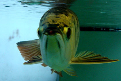 Quá bối đầu vàng là loài cá rồng cực kỳ hiếm, đắt.