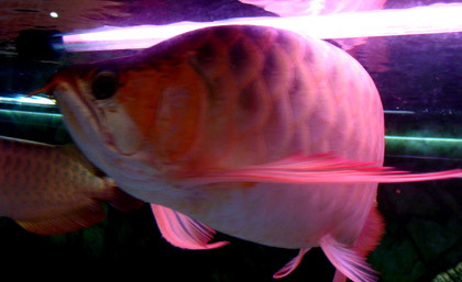 Những chú huyết long này anh Chính Ngọc mua với giá 2.000 USD/con.