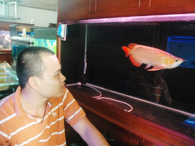 Con cá rồng đang được bán với giá 60 triệu đồng .