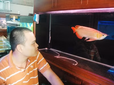 Con cá rồng đang được bán với giá 60 triệu đồng .