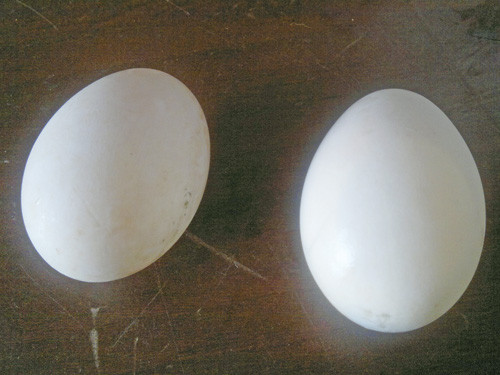 Quả trứng “lạ” do người dân đem đến Công an P.Tân Hiệp - Ảnh: K.C