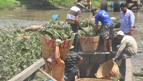 Thương lái Trung Quốc tại điểm mua dứa trước cửa Công ty CP Rau quả Tiền Giang ngày 20/5 Thương lái Trung Quốc tại điểm mua dứa trước cửa Công ty CP Rau quả Tiền Giang ngày 20/5