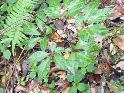 Cây sâm Ngọc Linh 6 năm tuổi Cây sâm Ngọc Linh 6 năm tuổi