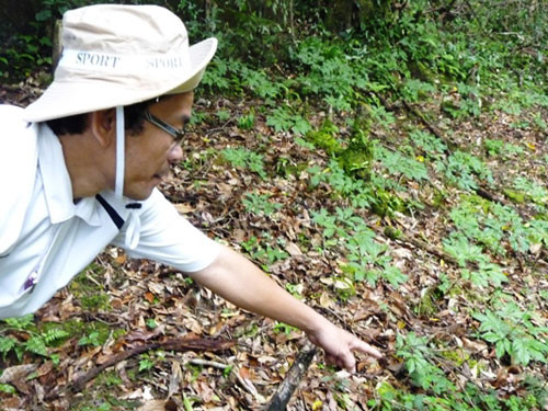 Sâm Ngọc Linh hay còn gọi là sâm K5 có giá trị kinh tế rất cao. Suốt một thời gian dài, cây sâm này tưởng chừng bị tuyệt chủng do người dân địa phương khai thác quá mức. Để bảo tồn, khai thác có hiệu quả sâm Ngọc Linh, tại tỉnh Quảng Nam và Kon Tum đã quy hoạch vùng trồng sâm, đồng thời tổ chức lực lượng ươm trồng và chăm sóc. Ảnh: Sâm Ngọc Linh hay còn gọi là sâm K5 có giá trị kinh tế rất cao. Suốt một thời gian dài, cây sâm này tưởng chừng bị tuyệt chủng do người dân địa phương khai thác quá mức. Để bảo tồn, khai thác có hiệu quả sâm Ngọc Linh, tại tỉnh Quảng Nam và Kon Tum đã quy hoạch vùng trồng sâm, đồng thời tổ chức lực lượng ươm trồng và chăm sóc. Ảnh: