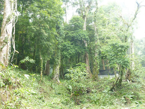 Muốn khám phá rừng nguyên sinh quý giá này khách phải chấp nhận "1 kèm 1" vì theo lãnh đạo Công ty TNHH MTV Lâm nghiệp Đắk Tô giải thích ngắn gọn: "Cẩn thận cũng không thừa, vì khu vực này có rất nhiều người lăm le, muốn trộm". Giá sâm Ngọc Linh chính hiệu ngoài thị trường hiện lên cả 100 triệu đồng/kg. Mà đâu phải ai có tiền cũng mua được. Muốn khám phá rừng nguyên sinh quý giá này khách phải chấp nhận "1 kèm 1" vì theo lãnh đạo Công ty TNHH MTV Lâm nghiệp Đắk Tô giải thích ngắn gọn: "Cẩn thận cũng không thừa, vì khu vực này có rất nhiều người lăm le, muốn trộm". Giá sâm Ngọc Linh chính hiệu ngoài thị trường hiện lên cả 100 triệu đồng/kg. Mà đâu phải ai có tiền cũng mua được.