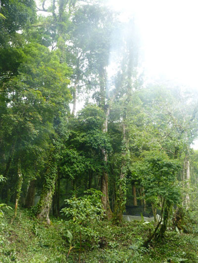 Cần chính sách để có thêm tỷ phú sâm Việt Nam trên rừng đại ngàn Ngọc Linh ảnh 2