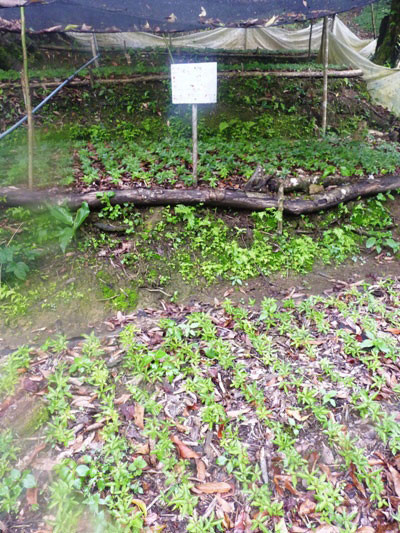 Thế hệ sâm giống đang lên Thế hệ sâm giống đang lên