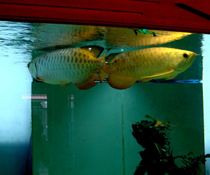 Cặp quá bối đầu vàng mà anh Ngọc mua với giá 10.000 USD/con.