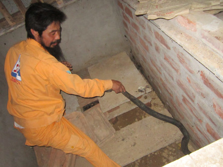 Thời kỳ rắn chuẩn bị sinh sản người nuôi cần chú ý quan sát chúng kỹ hơn. Thời kỳ rắn chuẩn bị sinh sản người nuôi cần chú ý quan sát chúng kỹ hơn.