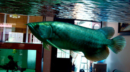 Ngắm loài cá từ thời cổ sinh, anh Ngọc thấy tâm hồn thanh thản.