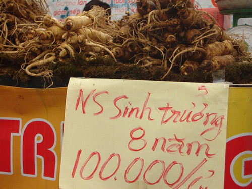 Nhân sâm được bày bán như... củ cải Nhân sâm được bày bán như... củ cải