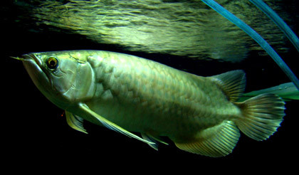 Chú cá platinum rất hiếm, được anh Ngọc mua với giá 10.000 USD.