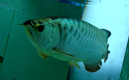 Platinum là loài đột biến gen.