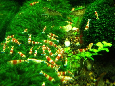 Những con tép cảnh bé xíu có giá bằng cả căn hộ cho người nghèo