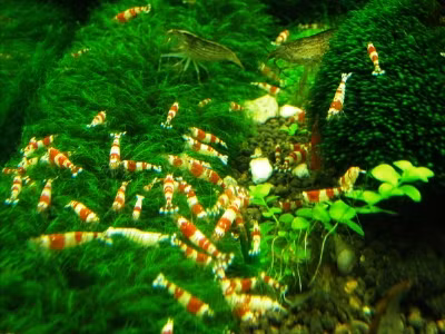 Những con tép cảnh bé xíu có giá bằng cả căn hộ cho người nghèo