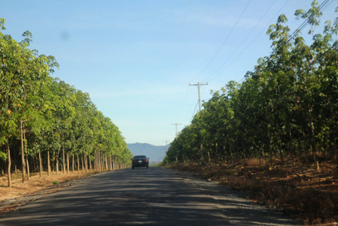Những khu đất trống, đồi trọc bây giờ đã được phủ xanh bởi bạt ngàn cao su (Ảnh: Tư Khương, gửi về từ Attapeu, Lào).