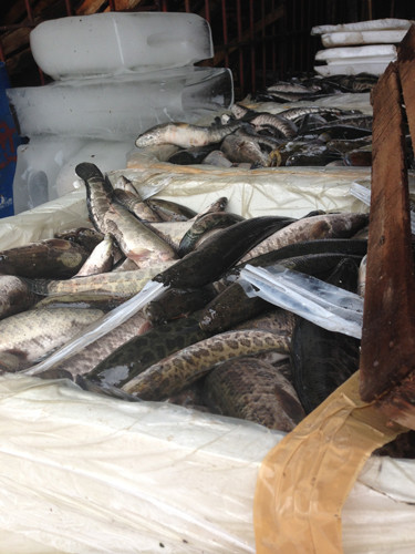 Trước đó, trong 7 ngày (từ 25/4 đến 1/5), các trinh sát thuộc Đội 6, Phòng Cảnh sát phòng chống tội phạm về môi trường (PC49 - Công an TP Hà Nội) đã bắt giữ 6 xe ôtô tải vận chuyển hàng tấn cá tầm, cá quả, cá trê giống và ếch nhập lậu từ Trung Quốc. Trước đó, trong 7 ngày (từ 25/4 đến 1/5), các trinh sát thuộc Đội 6, Phòng Cảnh sát phòng chống tội phạm về môi trường (PC49 - Công an TP Hà Nội) đã bắt giữ 6 xe ôtô tải vận chuyển hàng tấn cá tầm, cá quả, cá trê giống và ếch nhập lậu từ Trung Quốc.