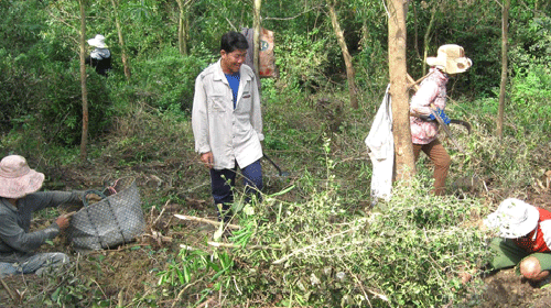 Bà con kéo nhau vào rừng lấy cây thuốc bán cho thương lái Trung Quốc. Bà con kéo nhau vào rừng lấy cây thuốc bán cho thương lái Trung Quốc.