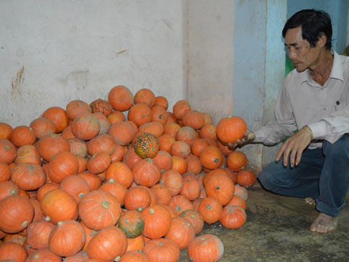 Với trái èo uột như thế này, người dân trồng giống bí Nhất Phẩm chẳng bán được cho ai