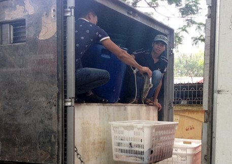 Cá quả Trung Quốc bị "lọc" ra tiêu hủy Cá quả Trung Quốc bị "lọc" ra tiêu hủy