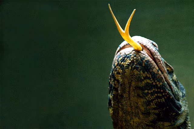 Rồng Komodo đánh hơi bằng lưỡi