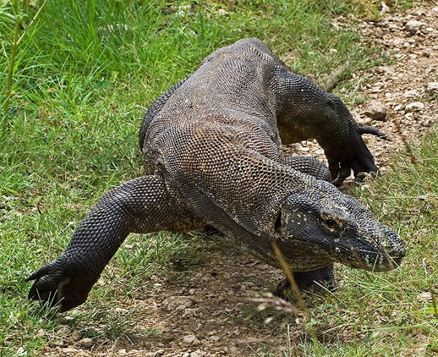 Rồng Komodo trưởng thành