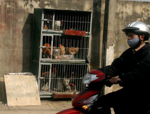 Dễ dàng bắt gặp trên các vỉa hè Hà Nội những cảnh trồng rau sạch vào hộp xốp, nuôi chim treo trên dây điện nhưng kiểu tăng gia mang cả lồng gà ra phố thì quả là hiếm thấy Dễ dàng bắt gặp trên các vỉa hè Hà Nội những cảnh trồng rau sạch vào hộp xốp, nuôi chim treo trên dây điện nhưng kiểu tăng gia mang cả lồng gà ra phố thì quả là hiếm thấy