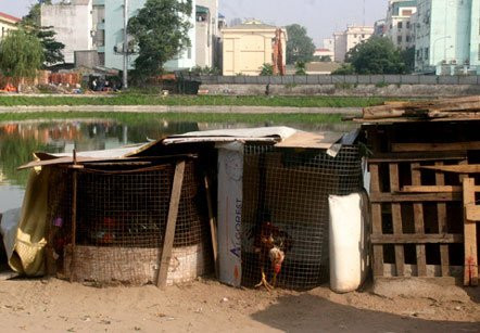 Khu vực này có người canh ngày đêm nên lồng không được cầu kỳ, thỉnh thoảng cũng phải chuyển đi do các cơ quan chức năng nhắc nhở. Điều đặc biệt, các chuồng đều để nền đất cho chân gà cứng chắc. Khu vực này có người canh ngày đêm nên lồng không được cầu kỳ, thỉnh thoảng cũng phải chuyển đi do các cơ quan chức năng nhắc nhở. Điều đặc biệt, các chuồng đều để nền đất cho chân gà cứng chắc.