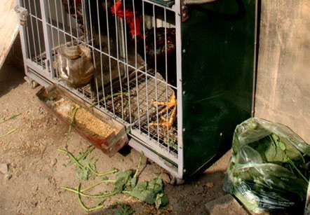 Rau và thóc là thức ăn chính của gà. Vương vãi bẩn thỉu cả một góc vỉa hè. Rồi chẳng mấy chốc nơi này sẽ bốc mùi hôi thối khiến ai qua đây cũng phải bịt mũi. Rau và thóc là thức ăn chính của gà. Vương vãi bẩn thỉu cả một góc vỉa hè. Rồi chẳng mấy chốc nơi này sẽ bốc mùi hôi thối khiến ai qua đây cũng phải bịt mũi.