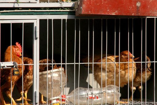 Chiếc lồng làm bằng sắt khá kiên cố, gồm 3 tầng nuôi đủ loại gà chọi, gà trống và cả gà mái. Chiếc lồng làm bằng sắt khá kiên cố, gồm 3 tầng nuôi đủ loại gà chọi, gà trống và cả gà mái.