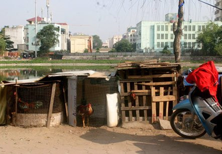 Tại đường Tôn Thất Tùng, gần 10 lồng gà được nuôi tại đây. Ông chủ là một người chuyên nuôi gà chọi. Những chiếc chuồng gà làm tạm bợ từ gỗ, lưới sắt, che đậy bằng vải bạt. Tại đường Tôn Thất Tùng, gần 10 lồng gà được nuôi tại đây. Ông chủ là một người chuyên nuôi gà chọi. Những chiếc chuồng gà làm tạm bợ từ gỗ, lưới sắt, che đậy bằng vải bạt.