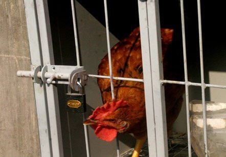 Để đảm bảo không bị mất trộm, các cửa chuồng đều có khóa cẩn thận. Để đảm bảo không bị mất trộm, các cửa chuồng đều có khóa cẩn thận.