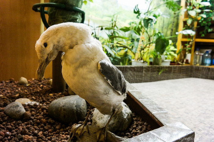 Một chú hải âu nhồi bông được bố trí trong khuôn viên thư giãn