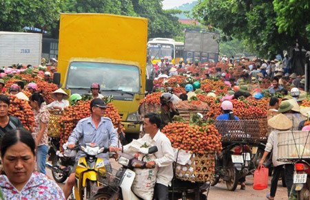 Quốc lộ 31 trong những ngày chính vụ vải thiều trở thành chợ vải nên thường xuyên bị tắc đường