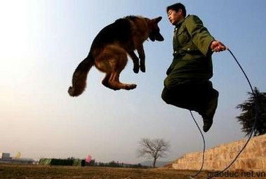 Tập nhảy dây cùng chó Tập nhảy dây cùng chó