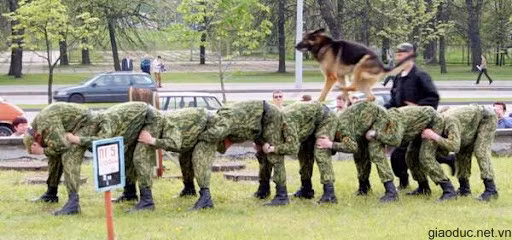 Bắc cầu cho chó chạy qua